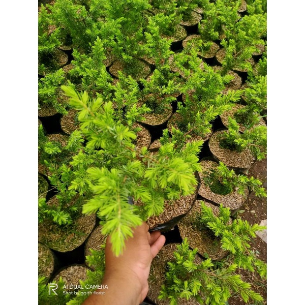 Cemara buaya kuning
