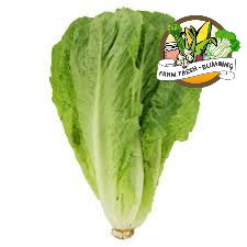 

romaine lettuce 500grm