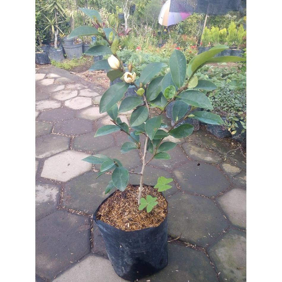 Crv Tanaman Hias Bunga Cempaka Mulya - Bunga Cempaka - Bibit Bunga Cempaka - Bibit Cempaka