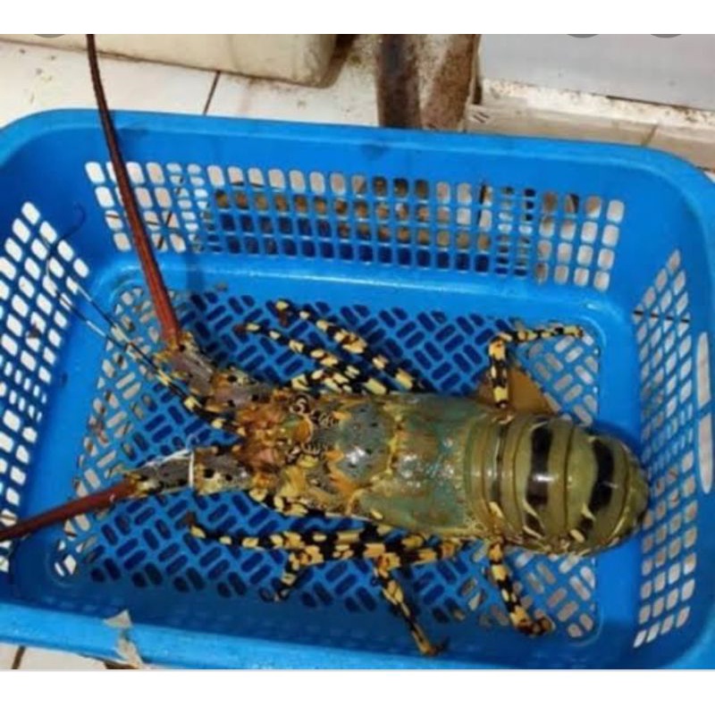 

lobster frozen