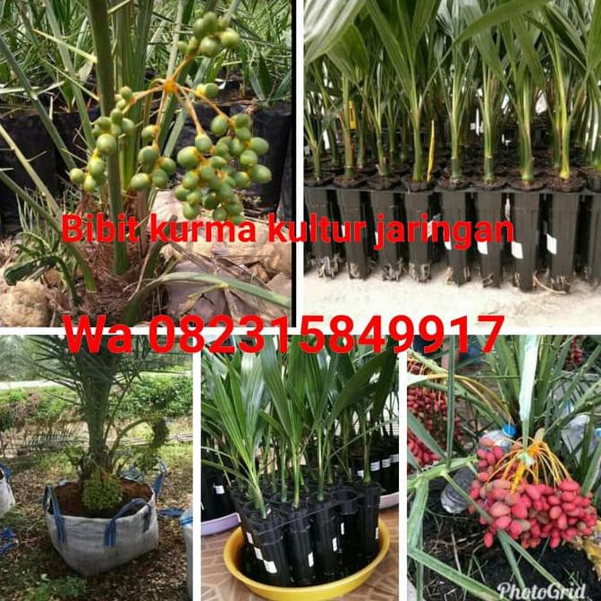 BIBIT BUAH KURMA KULTUR JARINGAN, ECER DAN GROSIR, BUAH KURMA, KURMA ~@@~