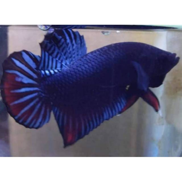 Ikan cupang aduan Thailand x medan