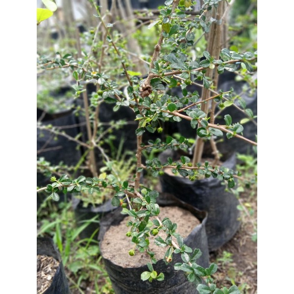 Hokianti Micro (Carmona Mycrophilla)