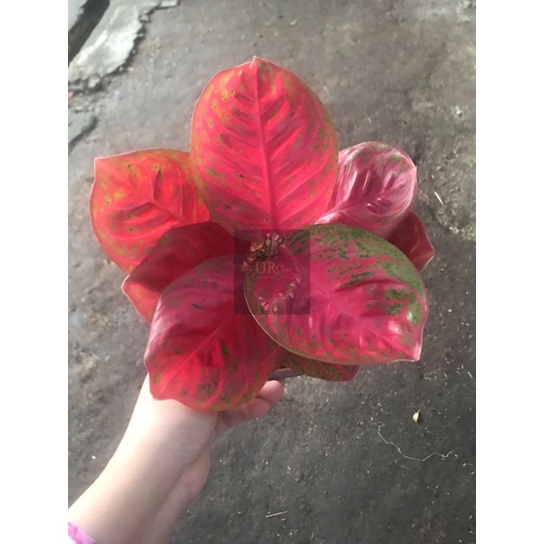 Aglonema Wulandari / Aglonema Langka / bunga langka / aglonema langka / Aglonema termahal