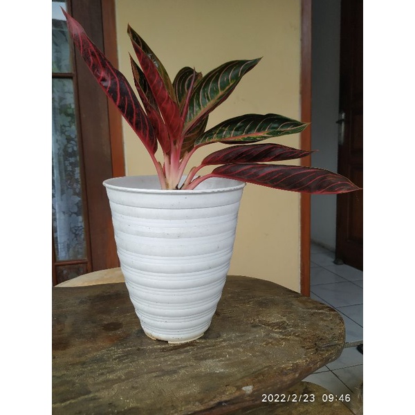 Aglonema Black PoS/PoS Mutasi (Pride of Sumatra)