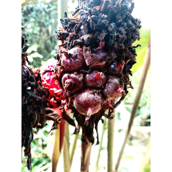 

buah honje laka merah/kecombrang 1kg