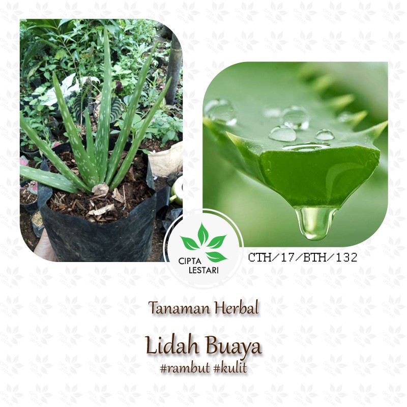 Jual Bibit Tanaman Lidah Buaya Aloe Vera Pohon Daun Obat Herbal ...