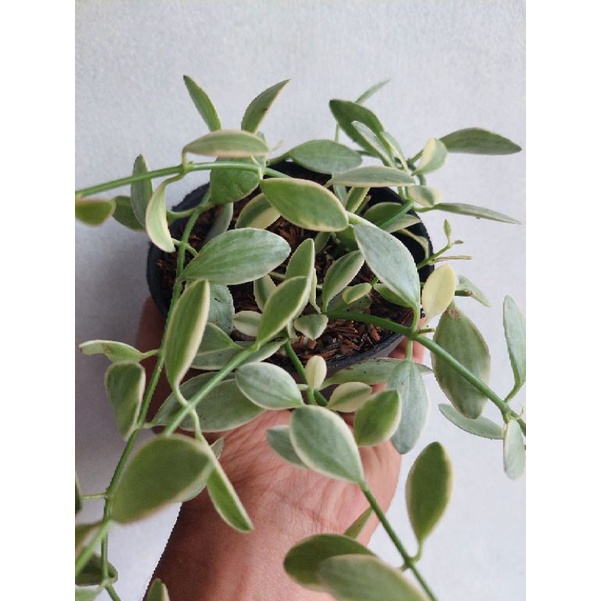 tanaman dischidia cascade atau oiontha variegata