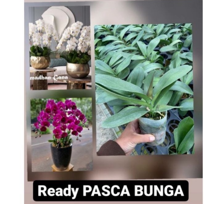ANGGREK BULAN PASCA BUNGA (JUMBO)