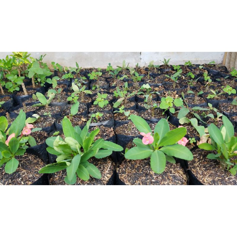 Eforbia Pink/Tanaman Hias/Eforbia 15 cm