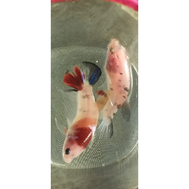 Cupang Koi