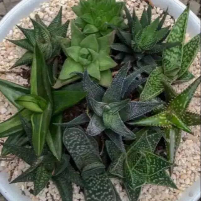 

Hawortia paket 10pcs random