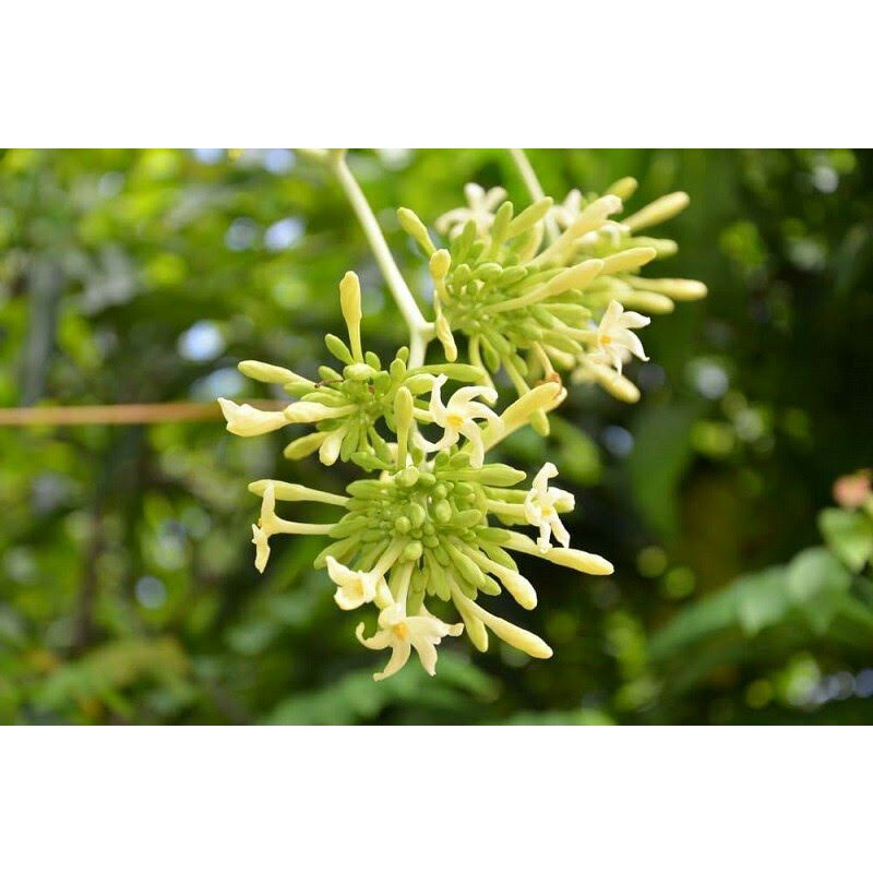 

Bunga pepaya / kembang pepaya 500gram dan 1kg