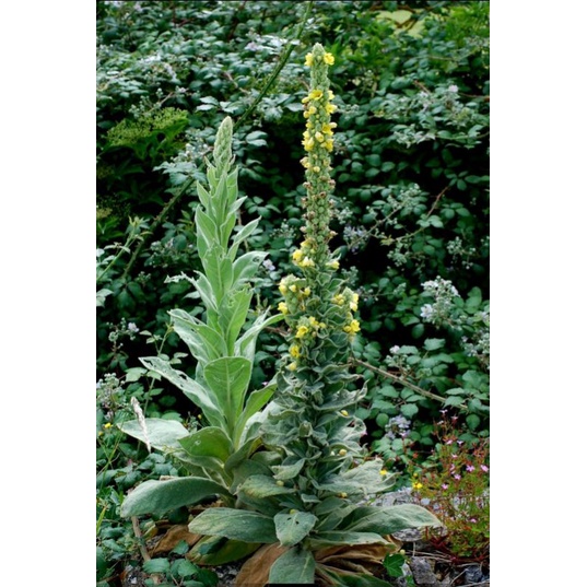 Bibit Bunga Mullein, Verbascum thapsus, Bibit Verbascum