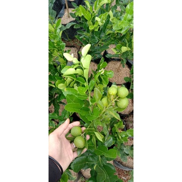 Bibit Jeruk Purut Sudah Berbuah