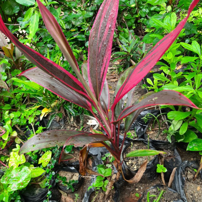 Tanaman hias andong hanjuang kemoceng