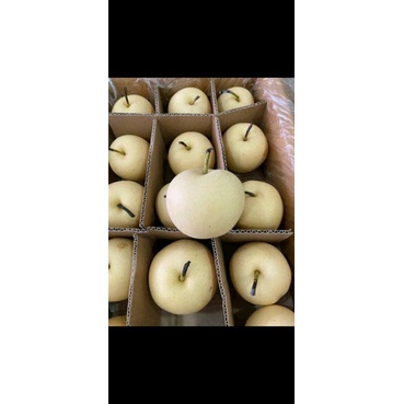 

PIR CENTURY 1 KG 17RB