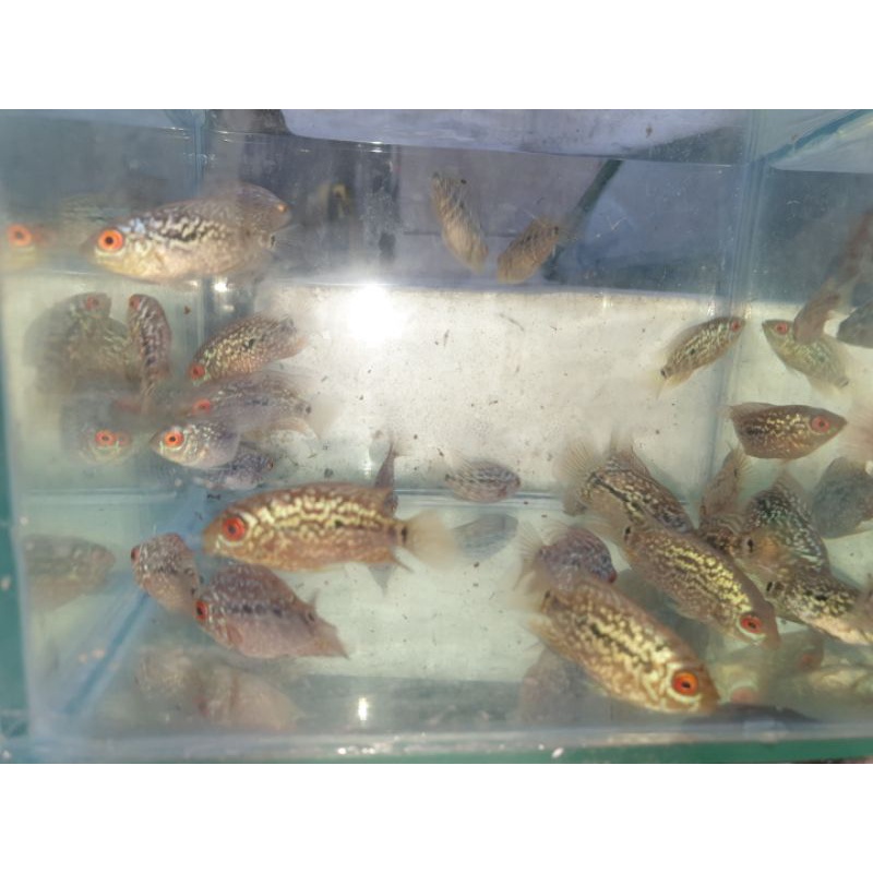 burayak ikan louhan cencu size 2cm-3cm