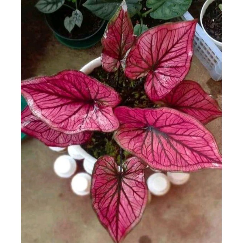 caladium red stone