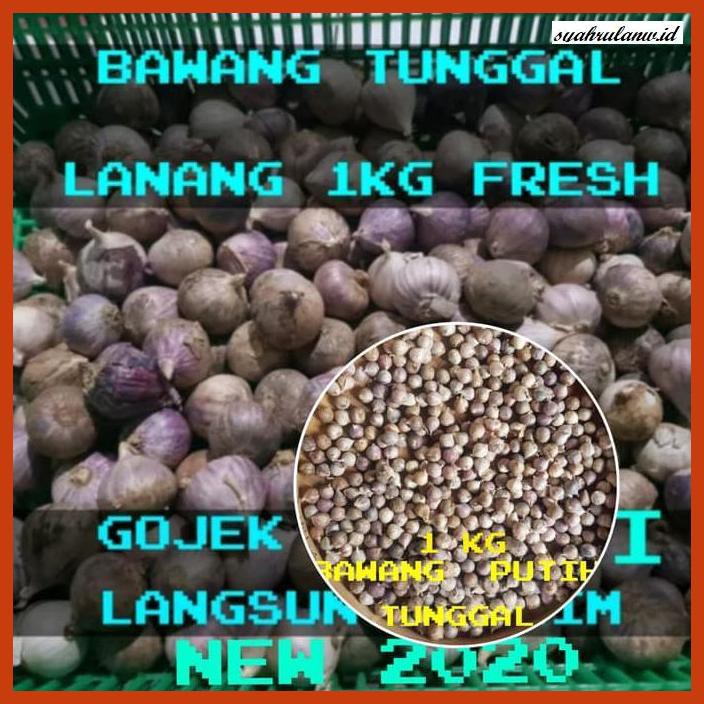 

OBAT-HERBAL- BAWANG PUTIH TUNGGAL/BAWANG LANANG 1KG -HERBALITY.