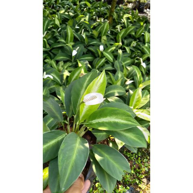 Tanaman hias peace lily mini , tanaman spatufilyum mini, Lily perdamaian mini