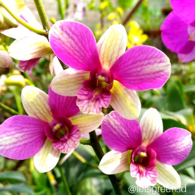 

PROMO bibit Anggrek Dendrobium Butter Cup