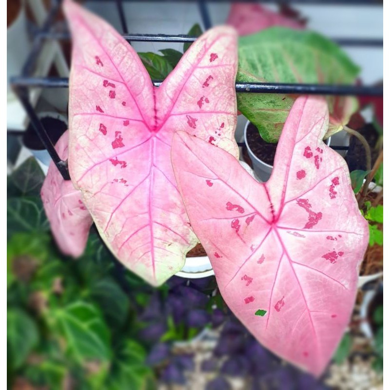 caladium sexy pink , keladi sexy pink , keladi seksi pink