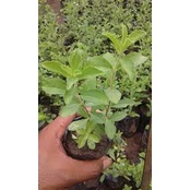 Stevia (bisa cod ) PROMO BIBIT STEVIA (PENGANTI GULA)