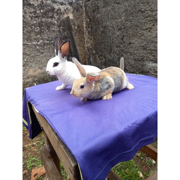 Kelinci Rex bulu karpet anakan sepasang (4).