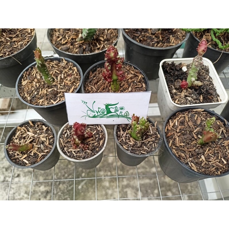 Euphorbia lactea red dragon montrous