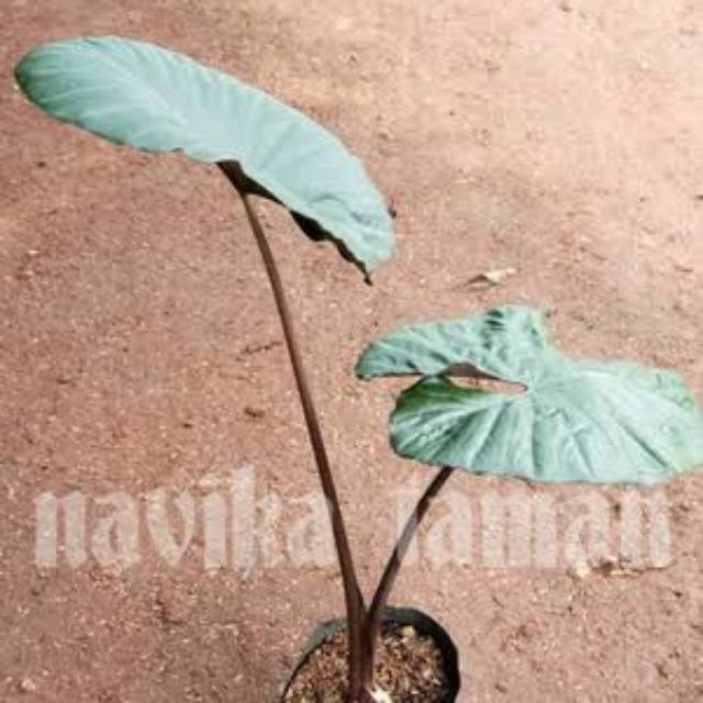 Tanaman Hias Keladi Hitam Daun Bulat Shopee Indonesia