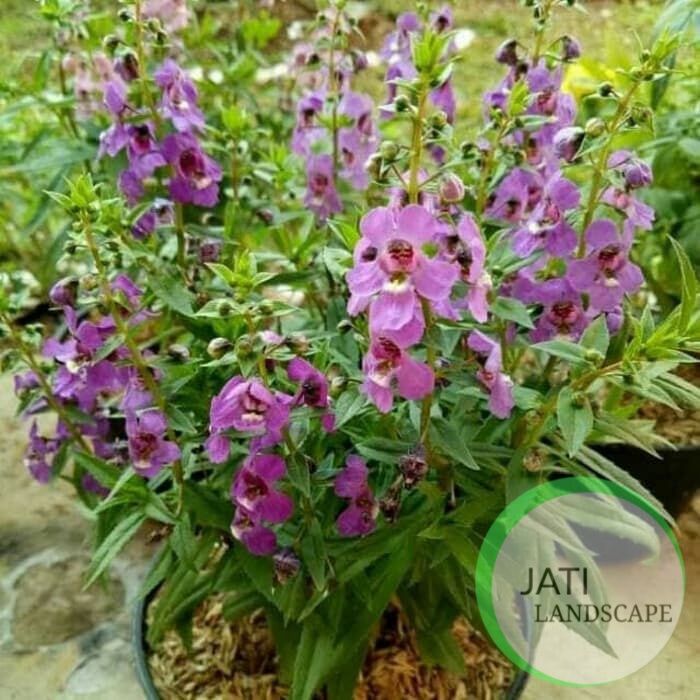 Tanaman lavender bunga angelonia lavender bunga