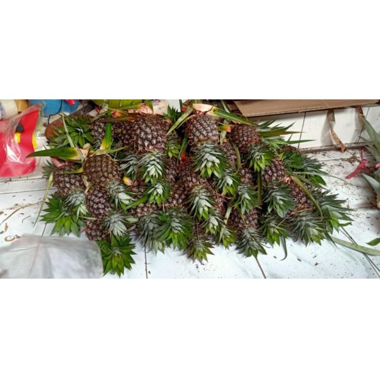 

[KODE PRODUK DIRB04999] 100% ASLI NANAS MUDA Pelancar Haid BERGARANSI ||