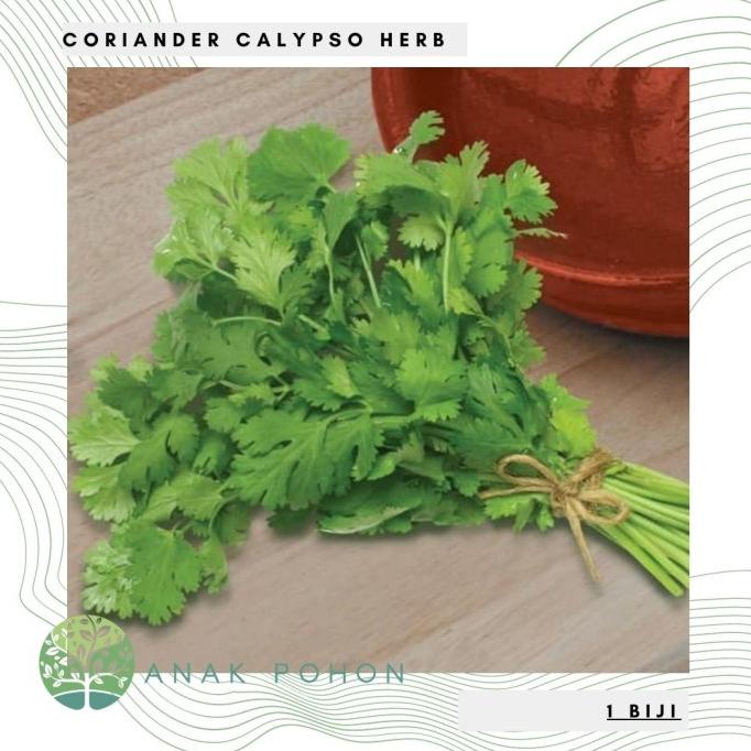 Benih Bibit Biji - Daun Coriander Calypso Herb Seeds - IMPORT (5 biji) ANPN62 Diminati Banget