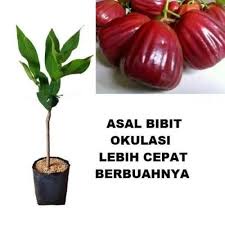 Bibit Tanaman Jambu Kancing Hasil Okulasi / Bibit Jambu Air Kancing