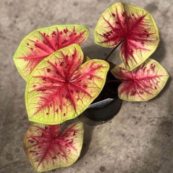 TANAMAN HIAS CALADIUM YELLOW LOPART