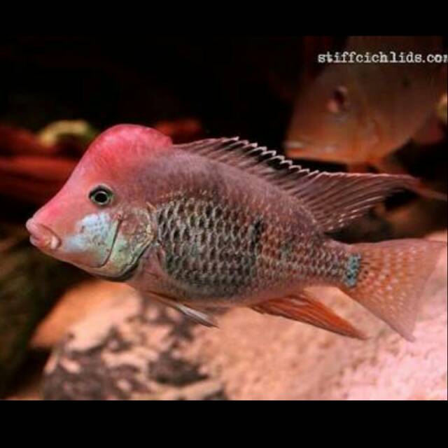 Geophagus Hongdae Redhump Eartheater  Steindachneri Cichlid South America
