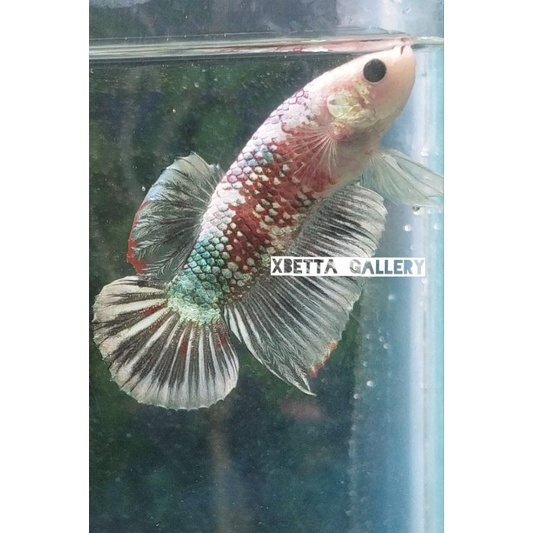 cupang red koi copper