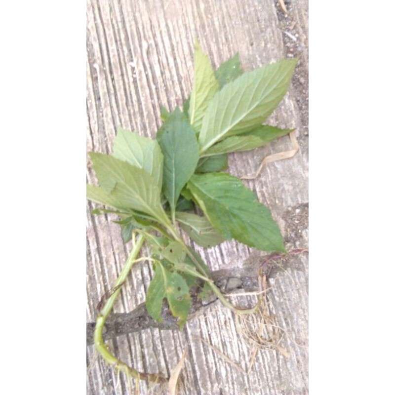 

Daun sintrong segar 1kg segar press