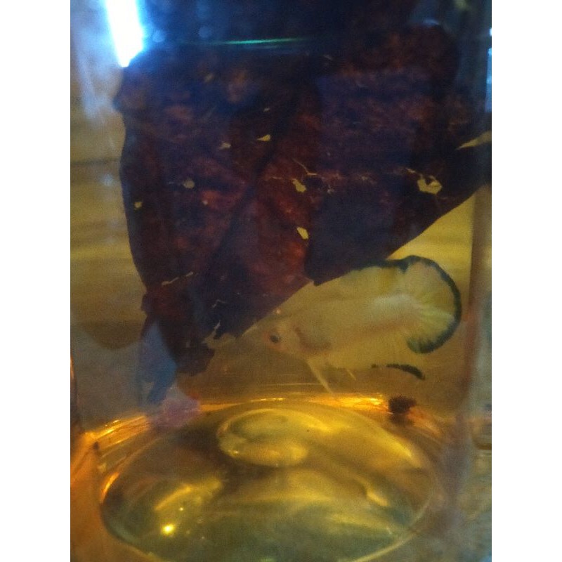 cupang blue rim male clean body