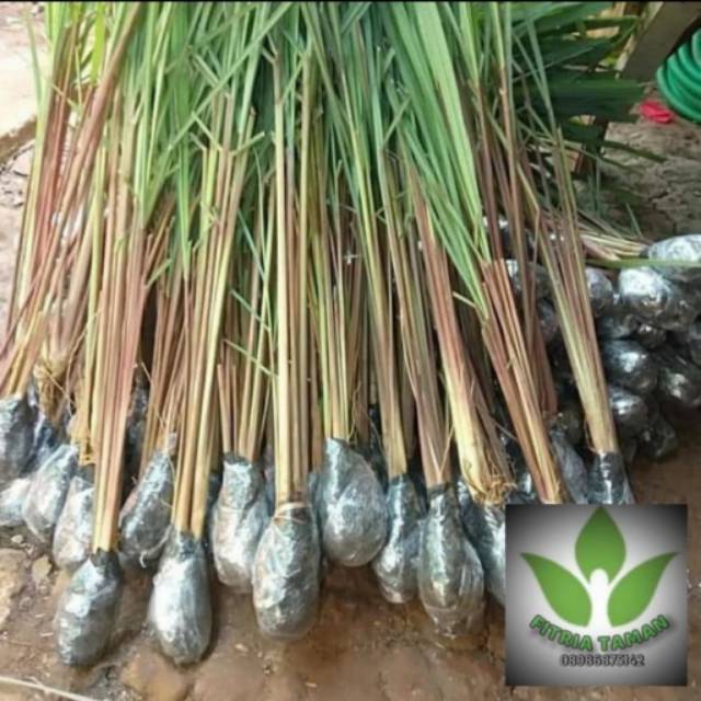 Sereh Merah / Bibit Tanaman Sereh Merah / Sereh Wangi