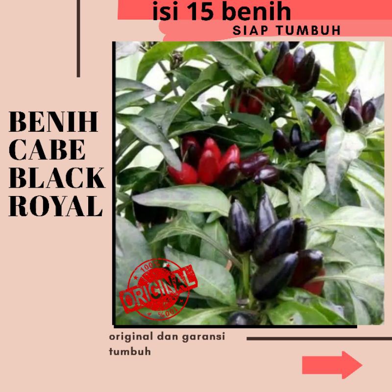 

CABE HIAS UNIK F1 BLACK ROYAL PEPPER/ cabai hias/benih cabai/cabai black royal/cabe impor