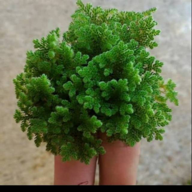 Bibit Azolla Pinata Microphylla Azolla Murah Bibit Indukan Kualitas Super
