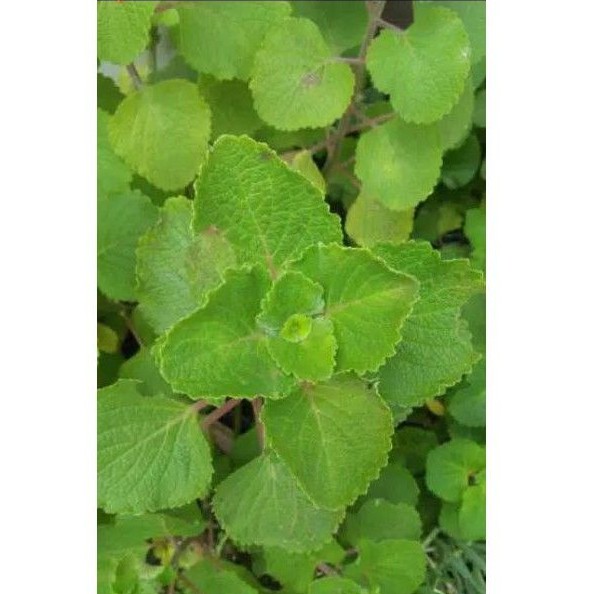 

per ikat Pelancar Asi Daun Bangun Bangun Torbangun