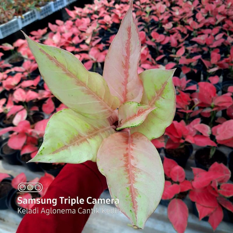 Aglonema anakan frozen super fresh daun 2-3