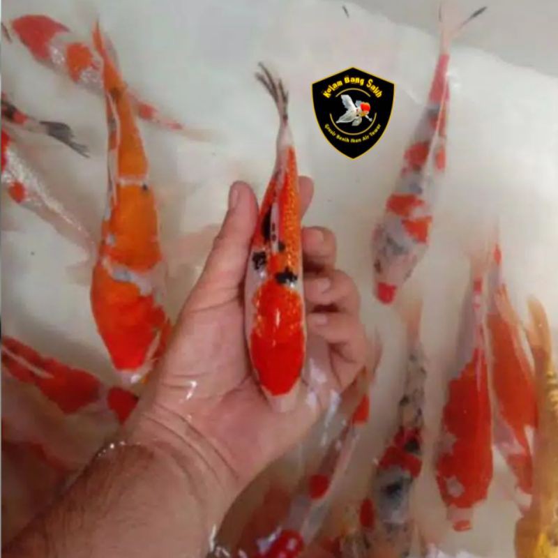 jual ikan hias-ikan mas koi-sanke kohaku-size 7-10 cm-warna random-harga per ekor
