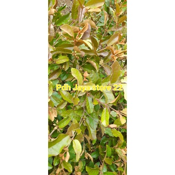 

Daun benalu Alpukat asli segar petik langsung 1 kg