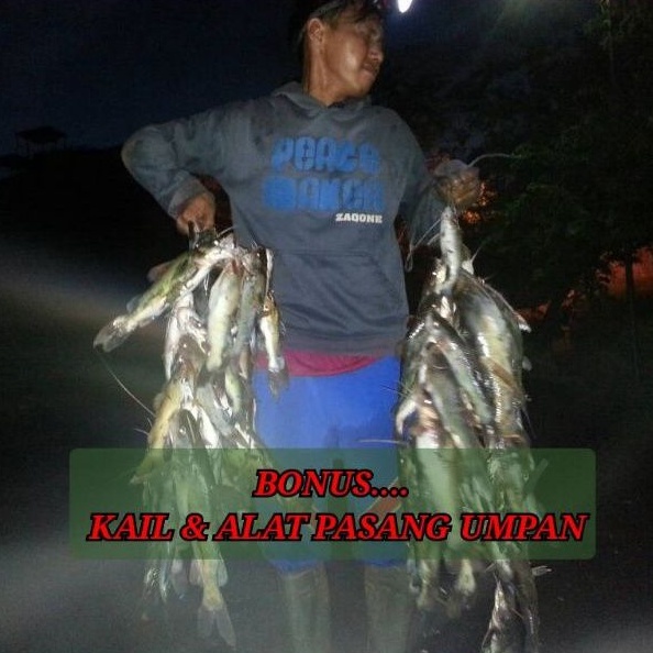 Kucur - Umpan Spesial Ikan BAUNG