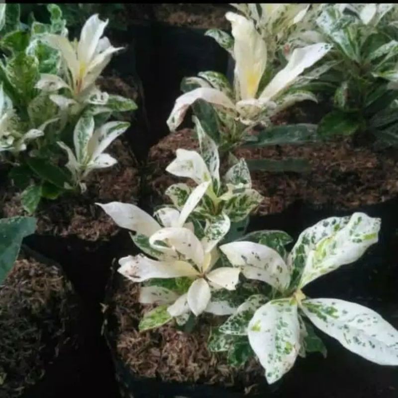 tanaman hias asoka variegata /pohon asoka variegata
