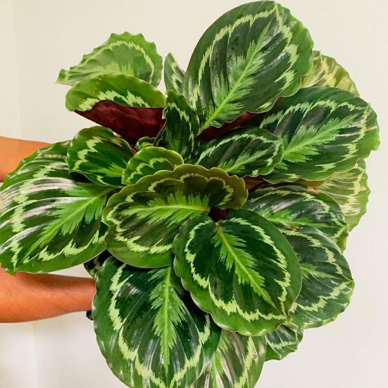 Tanaman Hias Calathea Murah Calathea Medalion V1 (Bibit 2 daun)